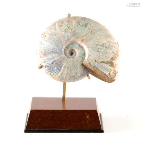 A mounted Cleoniceras Ammonite, Cretaceous period, Majunga Basin, Madagascar