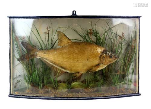 20th century, 'Bronze Bream' in bow fronted display case, case size H37cm x W62.5cm x D15cm,