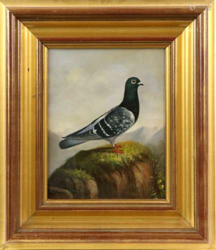 English School 20th century. A Chequered Pigeon on a Rocky Ledge. Oil on board. 25 x 20cm