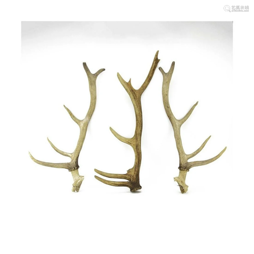 Three (3) Large Isolated Deer Antlers