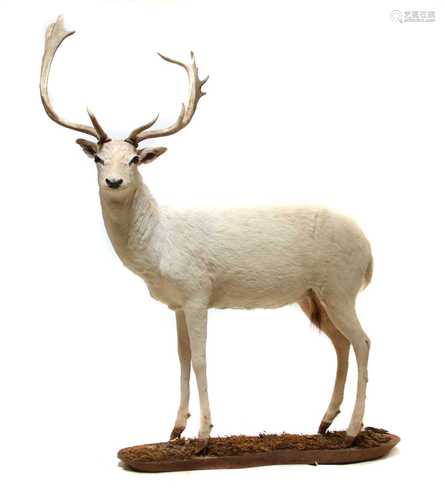 A taxidermy specimen of a standing white 'Judas' fallow deer,