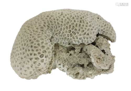 A large 'brain' coral,