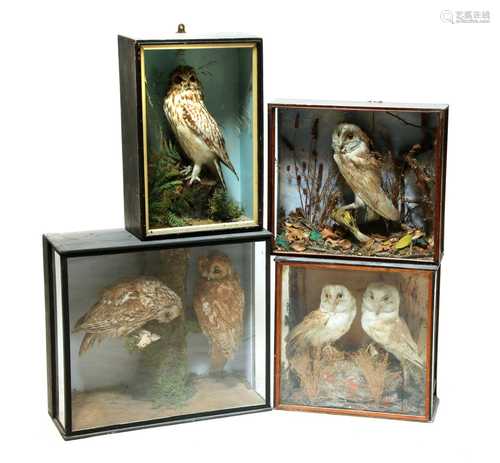 A parliament of antique taxidermy owls,