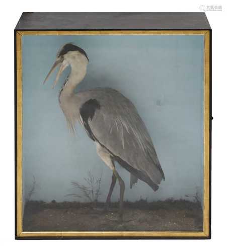 A taxidermy specimen of a heron,