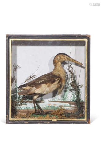 Taxidermy cased Heron family in naturalistic setting, 30 x 28cm