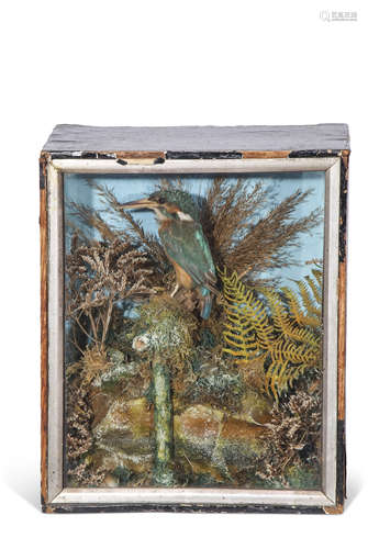 Taxidermy cased Kingfisher in naturalistic setting, 32 x 27cm