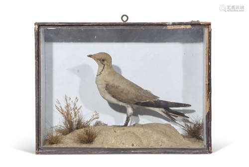 Taxidermy cased Pratincole in naturalistic setting, 25 x 33cm