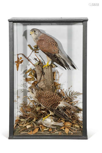 Taxidermy cased pair of kestrels in naturalistic setting (pre-1947), 61 x 40cm