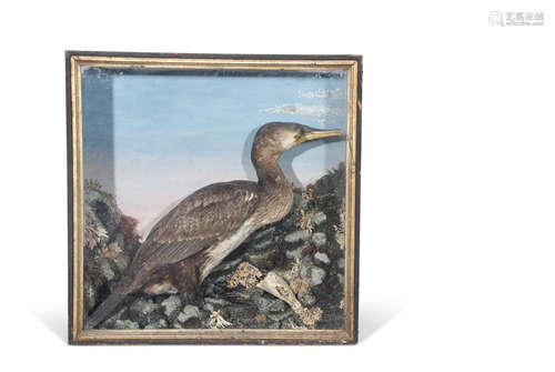 Taxidermy cased Gannet in naturalistic setting, 64 x 64cm