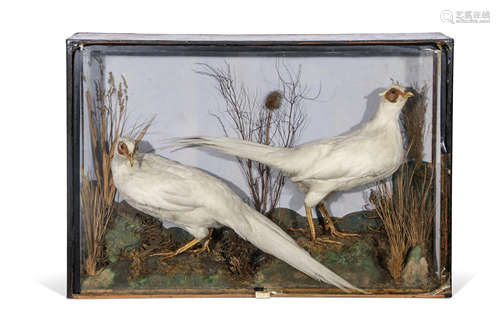 Taxidermy cased pair of albino pheasants in naturalistic setting, 53 x 78cm