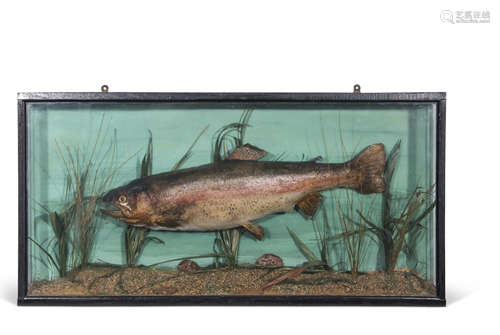 Taxidermy cased salmon in naturalistic setting, 46 x 91cm