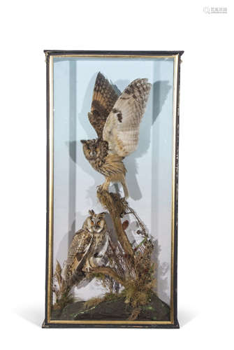 Taxidermy cased pair of Long-eared Owls, in naturalistic setting, 112 x 56cm