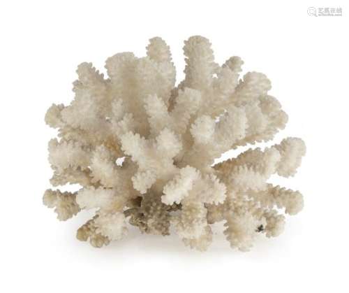 BRANCH OF A WHITE SEA CORAL FOSSIL UNDEFINABLE EPOCH.