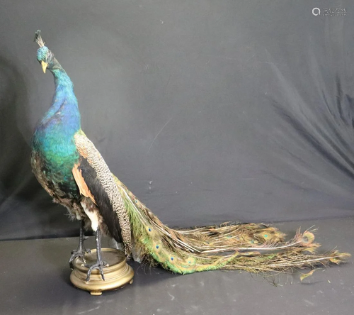 Antique Peacock Mount