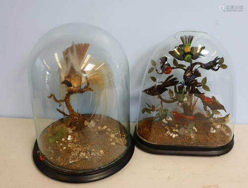 2 Victorian Bird Taxidermy Displays In Dome Gl…