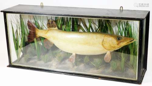 An early 20thC Taxidermy specimen of a pike, (Esox Lucius) in a naturalistic setting amid reeds,