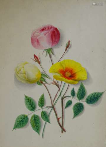 Lucy Sothern (19thC). An album of twenty four watercolours, botanical studies, some signed and dated