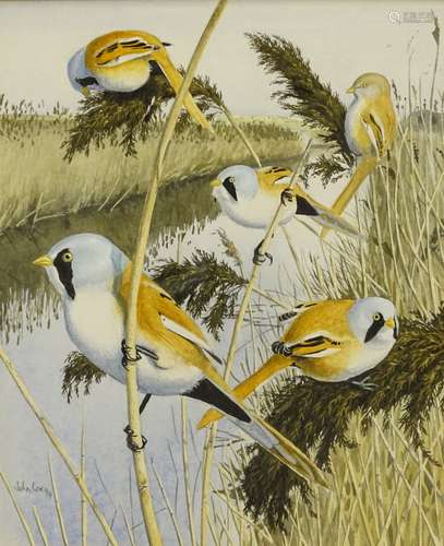 •John Cox (20thC British). Study of five Bearded Tits on reeds on the banks of a river, watercolour,