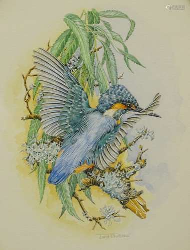 •Janet Whittaker (20thC). Kingfisher, watercolour, signed, 26cm x 18cm and two others (3).