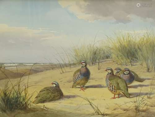 •John Cyril Harrison (1898-1985). A covey of Red Legged Partridges in sand dunes, watercolour,