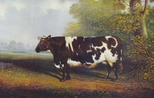 •20thC coloured print. Prize cow, in 19thC gilt frame, 40cm x 61cm (print size).