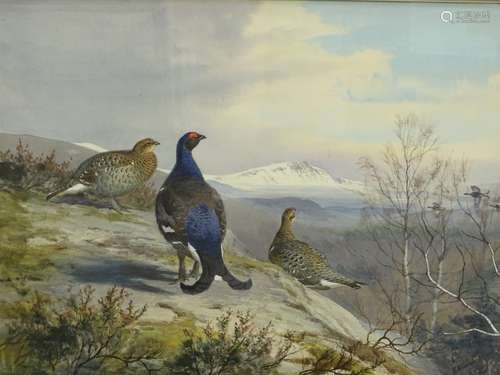 •John Cyril Harrison (1898-1985). A study of Blackcock in a highland landscape, with snow capped