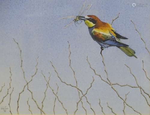 •John Cox (20thC British). Study of a European Bee Eater perched on a twig with a dragonfly in its