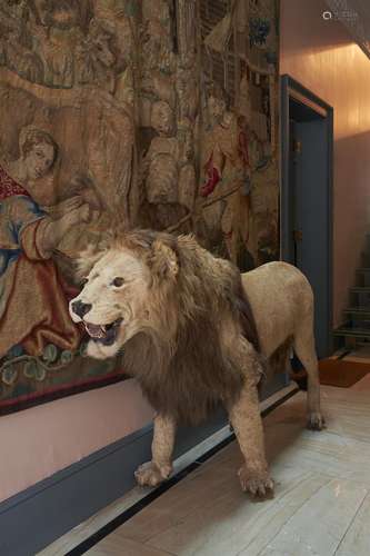 A preserved male lion