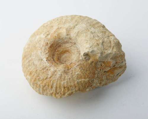 Significant ammonite. Cretaceous period (about 100…