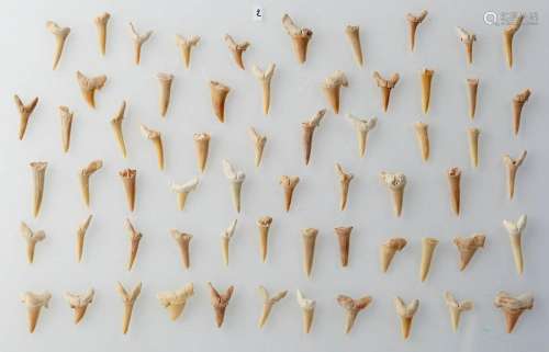 Set of sixty three fossilized shark teeth.