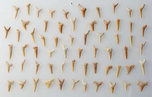 Set of sixty three fossilized shark teeth.