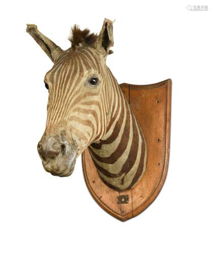 A late 19th century taxidermy zebra (equus quagga) neck mount