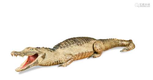 An early 19th century taxidermy full mount Caiman,