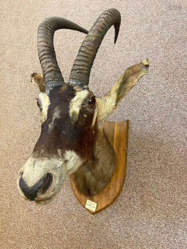 Roan Antelope, a 19th century taxidermy neck mount,