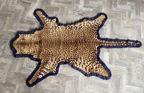 A Leopard, (Panthera Pardus), a full skin rug by Roland Ward,