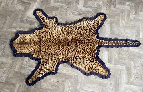 A Leopard, (Panthera Pardus), a full skin rug by Roland Ward,