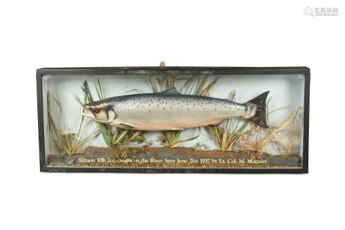 A mid-20th century mounted salmon trophy, dated 1937,