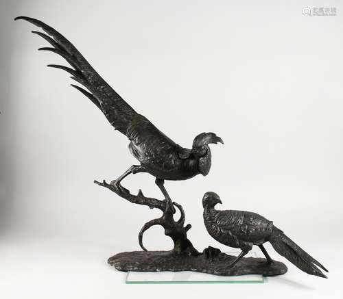 ANTON BUSCHELBERGER (1869-1934) A SUPERB LARGE BRONZE GROUP OF COCK AND HEN ORNAMENTAL PHEASANTS, on