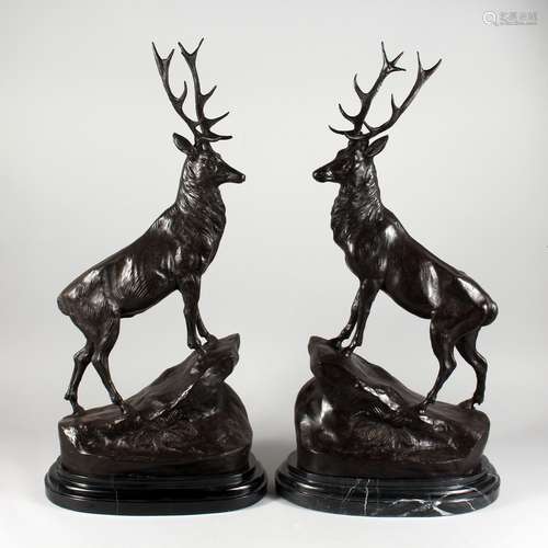 AFTER MOIGNIEZ A LARGE PAIR OF BRONZE STAGS, on marble bases. 29ins high.