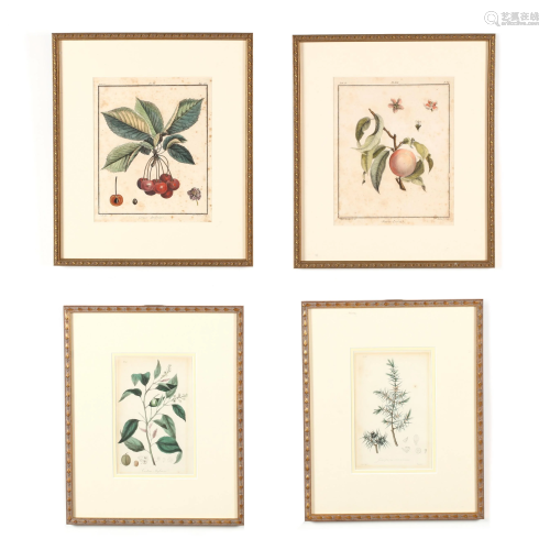 Four Framed Antique Botanical Engravings