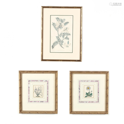 Three Small Antique Botanical Engravings
