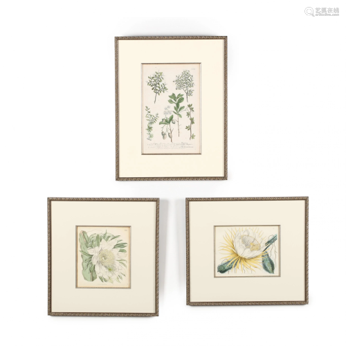 Group of Three Framed Antique Botanical Prints