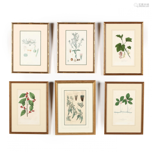Group of Six Antique Botanical Prints