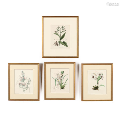 Group of Four Antique Floral Botanical Prints