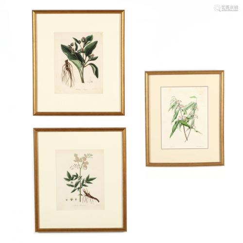 Three Antique Floral Botanical Engravings