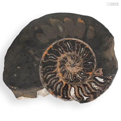 Fossilized Ammonite Specimen