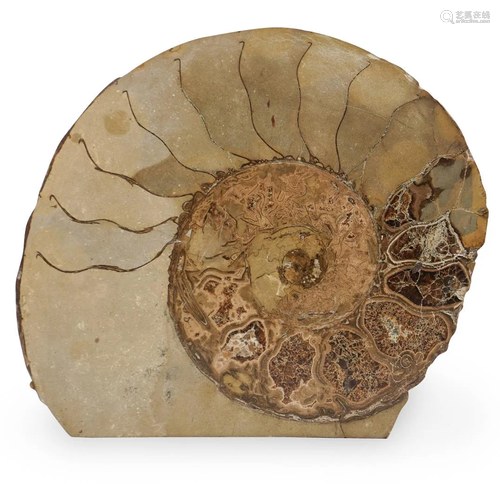 Fossilized Ammonite Specimen