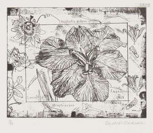 Dame Elizabeth Blackadder DBE RA RSA, Scottish b.1931- Iris, 1986; etching on wove, signed and