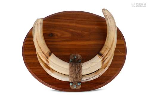 FOUR WART HOG TROPHY TUSKS