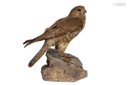 A TAXIDERMY MERLIN (FALCO COLUMBARIUS)